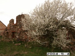 Medemrodes_a_akme_mede_041-816e4f4a3df69dd3b864f2c1932e2305.JPG