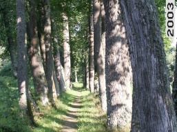 Mikniskiu_a_salc_miknisk_061-123010af3d39bef16933abb6981fecd1.jpg