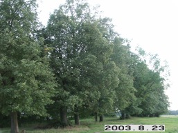 Moliunu_a_pasv_moliu_085-3e9cb888d161500012074cafa541023b.JPG