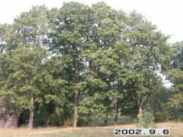 Mukuliu_a_zara_muku_007-12a7bd8b1f196093c1932123cdc5f7cf.jpg