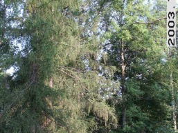 Narvydiskiu_a_sirv_narvyd_083-ff2bb37dfb6bb08b763dc1b359242ea9.jpg