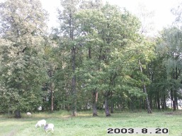 Pabirzes-Balandiskiu_a_birz_pabirz_003-581668b2a057ca8197d62a98cad2f6d2.JPG