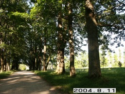 Pajurio_a_sila_paju_086-db5b67ef74aaa083c3023ef203ce830d.JPG