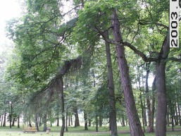 Paneriu_a_traku_paner_066-ef081d0b8cd3aa2d91821f49b2618bd9.JPG