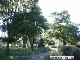 Paneveziuko_a_kaun_panevez_012-d726511b421144d1a95acd90e0482a22.JPG