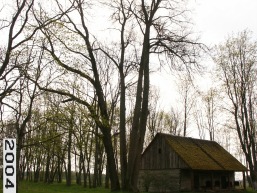 Paragiu_a_akme_para_090-2c5946b84d0f1ff8026afa3b66ea6e49.JPG