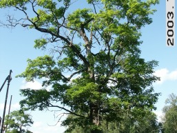 Pasirvincio-I_a_sirv_pasirvin1_053-67d0a78d40509abc711b2b93218273b6.jpg