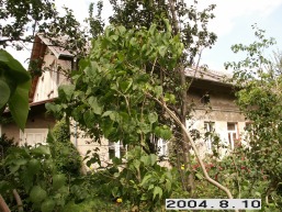 Paupio-Bachmano_a_klai_paup_054-b25f0c04d6ee603140fbbaafd32e9326.JPG