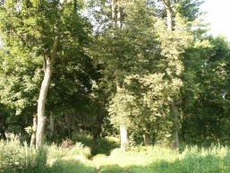 Pavilkijo-Mikytu-Nosiedo_a_saki_pavi_010-169e1d1ac4bce6a578e2bb74f4e2821d.JPG