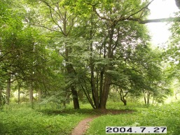 Pavirvycio_a_tels_pavi_022-5ff80c48488584c3efe75e9bdf5f38a1.JPG