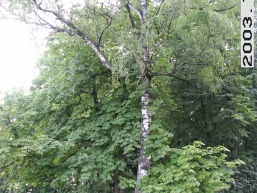 Petkeliskiu_a_prie_petkel_062-c6f03f29e38d7d1c38b72e6af4b380e5.JPG