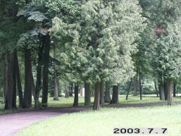 Pikeliskiu_a_viln_pikelis_100-517683086722119d26878c762ace0ed8.JPG