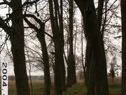 Polekeles-Daujotavos_a_radv_pole_049-e981ea6d49f2d6d1338cc4f85342224b.JPG