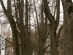 Polekeles-Daujotavos_a_radv_pole_052-9b31537489e1da0c8aab1c998ce1222b.JPG