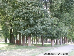 Prienu_a_prie_prien_094-fd5438c790b988ddc7654a9bd25fcff8.JPG