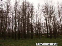 Radviloniu_a_radv_radv_087-a1ff2ba10ed4f5a06910139882df6cba.JPG