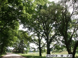 Rokiskio_a_roki_rokis_087-5889cc8dead62c2276b8407eb21b308b.JPG