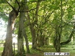 Sateikiu_a_plun_sate_028-21fdc804c9e5427b11e2e02c02fa405a.JPG