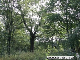 Skaruliu_a_jona_skarul_007-be7aa997b849a85f2ef0a94254b8bc6a.JPG