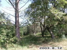 Skaruliu_a_jona_skarul_013-f13bfe46bd319db9cc1c994e4cdbf39e.JPG