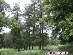 Sriubiskiu_a_viln_sriubis_020-5495bc00229a5188696997cf848c1247.JPG