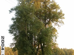 Stempliu_a_silu_stem_090-748016ef8c4b328c4a9c0a9c874e52bc.JPG
