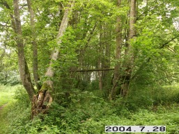 Sugaudziu_a_maze_suga_053-a1537e36f432ec9e37dc5e52250b0395.JPG