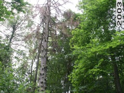 Sumsko_a_viln_sumsk_025-e4eaa3111461d764c74c36f66ba7a202.jpg