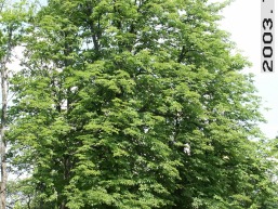 Sventos_a_sven_svent_049-cd9d8f75a31e6ea3929bf5d201d4ea35.jpg