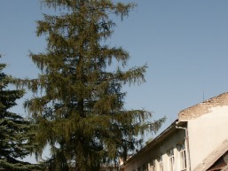 Sviatosino-Kriuku_a_saki_sviat_072-819756794b8e3beaf3cb7dbb8123c86f.JPG