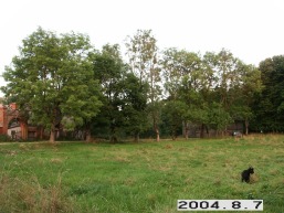 Trepu_a_taur_trep_014-0f4f76984d26be6311f2082aeac23f38.JPG