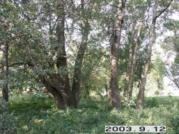 Upytes_a_pane_upyt_070-e6b186691c65387024773c77e9c7b8ab.JPG