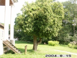 Veliuonos_a_jurb_veli_011-9c78da51f92f0a72de422cf285fac5fa.JPG