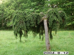 Vilkeno_a_silu_vilken_055-a0b26cc56236d5f1fc713dab5257bc99.JPG