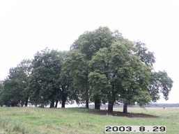 Zacises-Naujaberzes_a_keda_zacis_099-ae63fa8d40eccda46718d178be8e7886.JPG