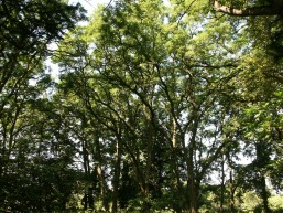 Zemosios-Panemunes_a_saki_zempanem_050-f6fef4db72b902f304b9975e92189b78.JPG